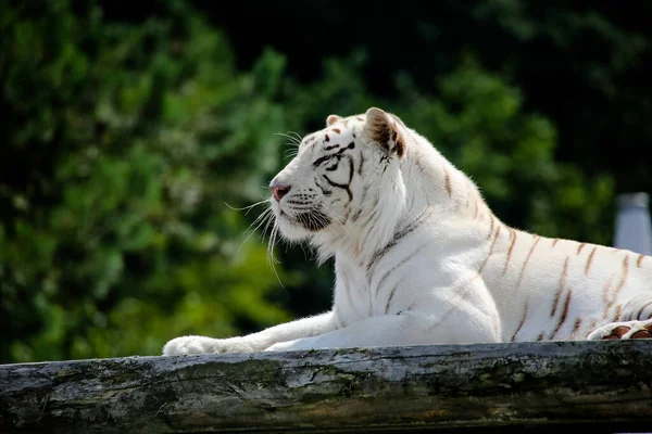 Close White Tiger — Stock Photo, Image