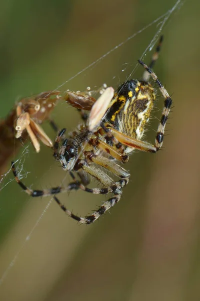 Pavouk Dubového Listí — Stock fotografie