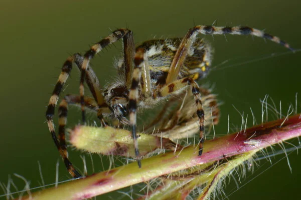 橡树叶轮蜘蛛 — 图库照片