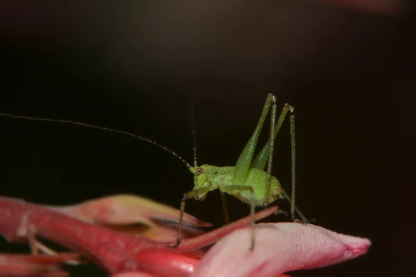 バラの花びらの上に点在繊細な飛行 — ストック写真