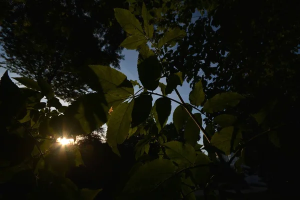 Park Berlijn Zomer 2015 — Stockfoto