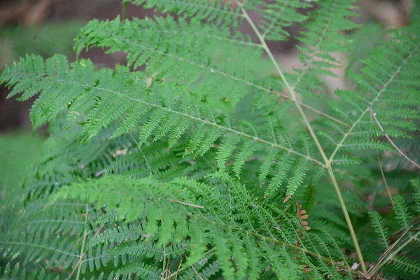 Hojas Helecho Flora Vegetal Verano — Foto de Stock