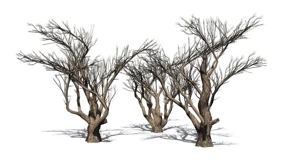 Acacia Strom Zimě Bílém Pozadí — Stock fotografie