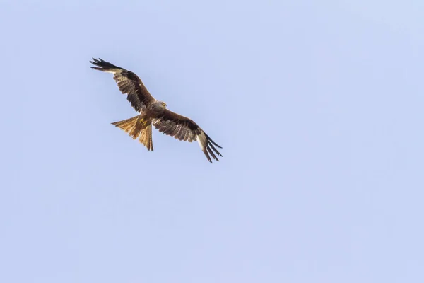 Gaviota Voladora Vuelo —  Fotos de Stock