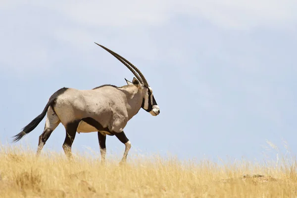 Oryx Antelope Vadon Élő Állat Természet Fauna — Stock Fotó