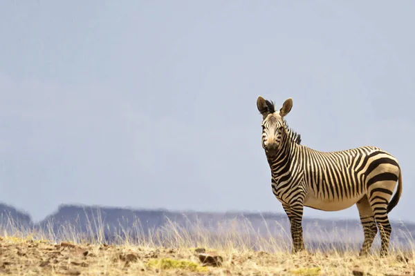 Animal Zebra Preto Branco — Fotografia de Stock