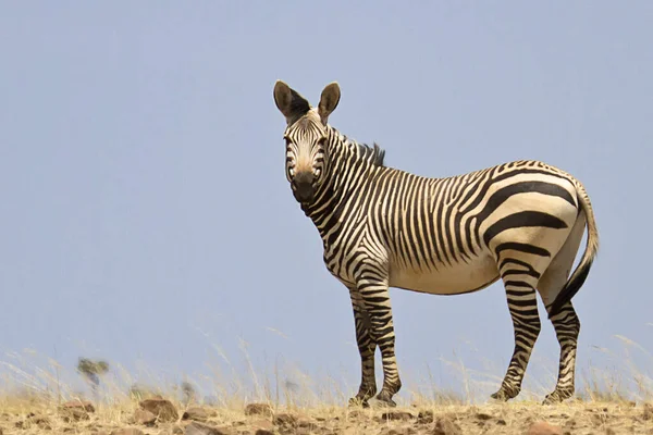 Siyah Beyaz Zebra Hayvanı — Stok fotoğraf