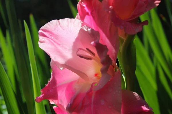 Gladiolus Bloemen Flora Gebladerte — Stockfoto