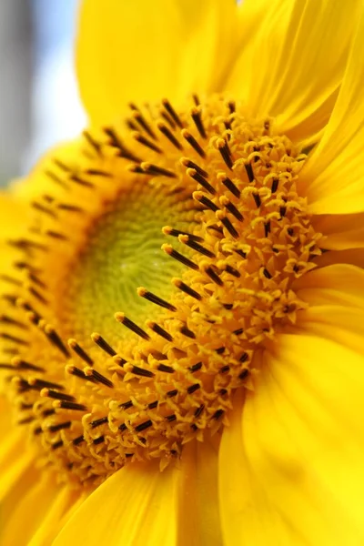 Sárga Virágszirmok Napraforgó — Stock Fotó