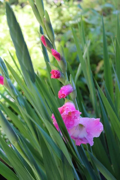 Kwitnące Płatki Kwiatów Gladiolus — Zdjęcie stockowe