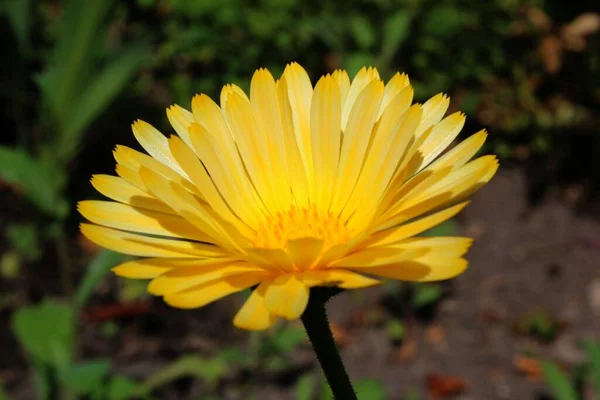 天然のマリーゴールドの花の美しい景色 — ストック写真