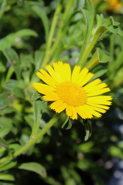 Schöne Aussicht Auf Natürliche Ringelblume — Stockfoto