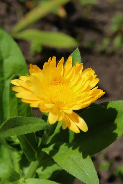 Prachtig Uitzicht Natuurlijke Goudsbloem — Stockfoto