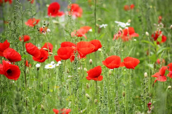 Veldbloemen Papaverbloemen — Stockfoto