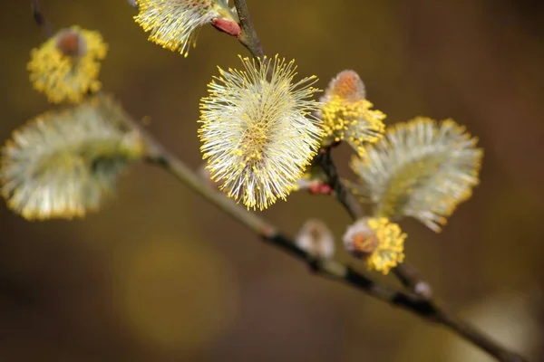 Salgueiro Gatinho Flora Primavera Brotos Fofos — Fotografia de Stock