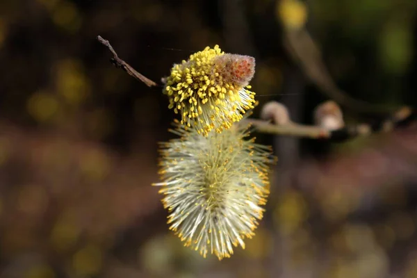 Weidenkätzchen Flora Frühling Flauschige Knospen — Stockfoto