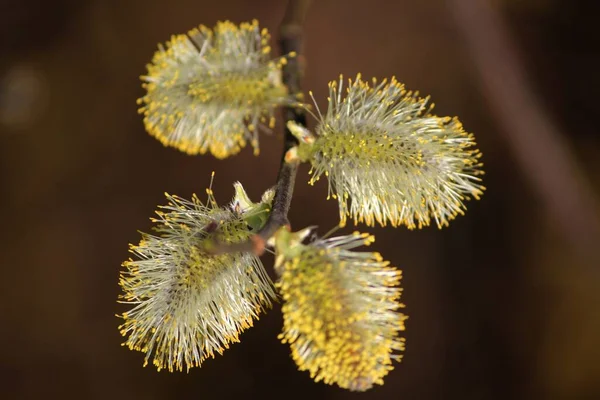 Willow Kitten Flora Spring Fluffy Buds — Stock Photo, Image