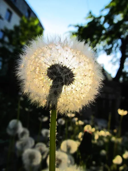 Löwenzahn Wind — Stockfoto