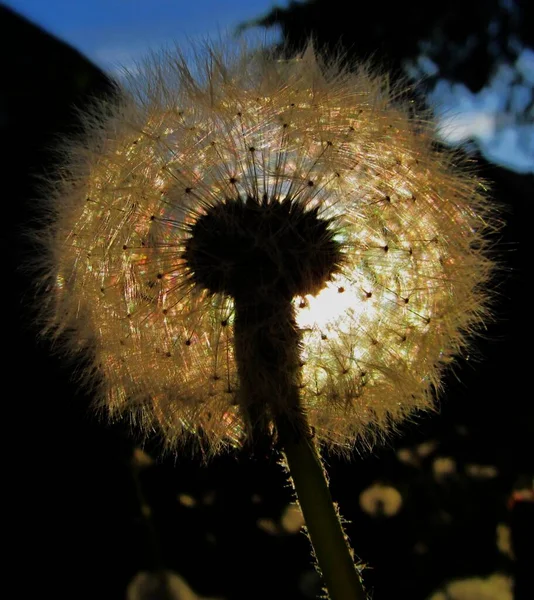 Graines Pissenlit Sur Fond Noir — Photo