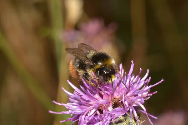 Bumblebee Nin Çiçekleri — Stok fotoğraf