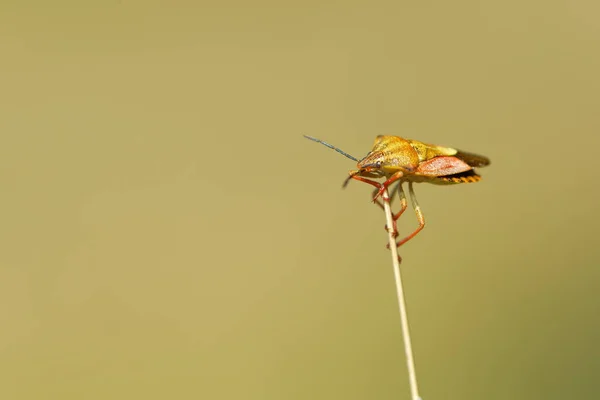 Close Bug Natureza Selvagem — Fotografia de Stock