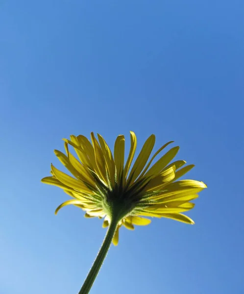 Κίτρινο Λουλούδι Μπλε Φόντο Του Ουρανού — Φωτογραφία Αρχείου