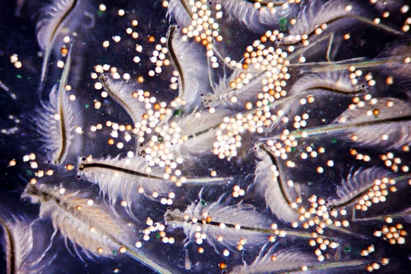 Micro Photo Artemia Salina — Photo