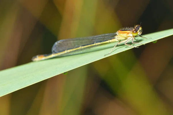 Odonata Insectos Libélula Flora Fauna —  Fotos de Stock