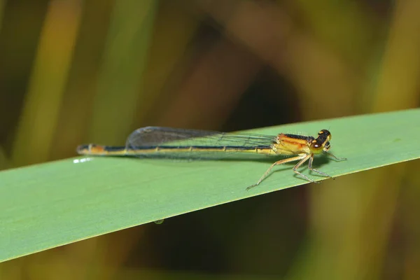 Odonata Insetto Libellula Flora Fauna — Foto Stock