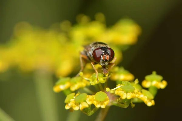 Mosca Chupa Néctar Inflorescencia — Foto de Stock