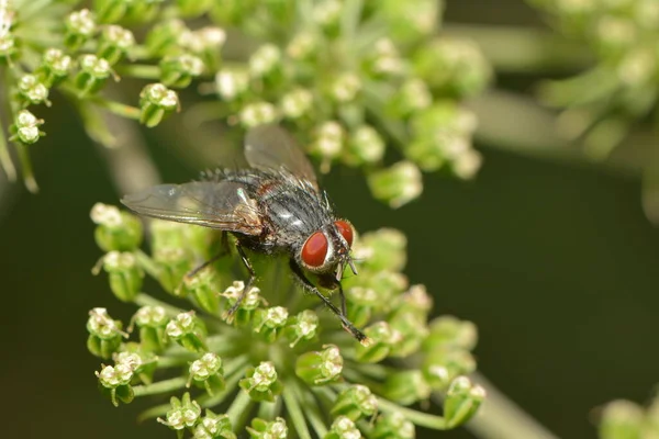 Fly Sucks Nectar Inflorescence — Stock Photo, Image