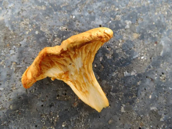Essbarer Pilz Pflanzliche Nahrung — Stockfoto