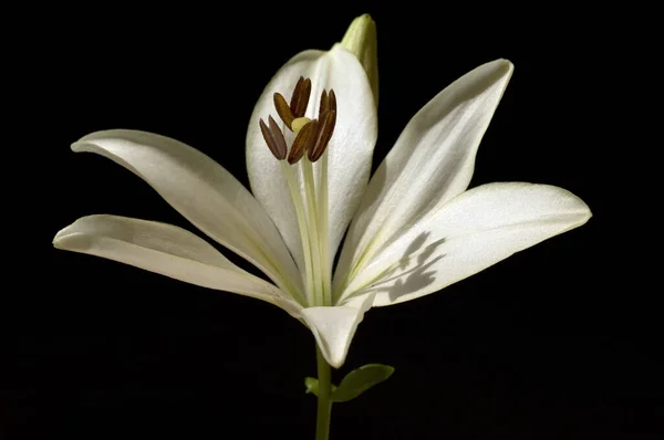 Gyönyörű Botanikai Flóra Lily Virág Szirmok — Stock Fotó