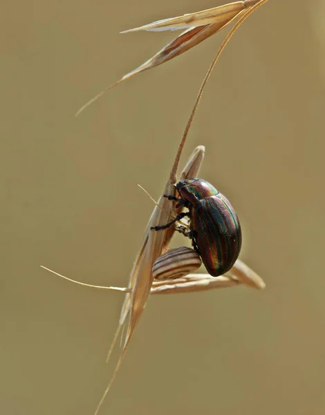 Escarabajo Hoja Arco Iris Chrysolina Cerealis Con Caracol Brezo Helicella — Foto de Stock