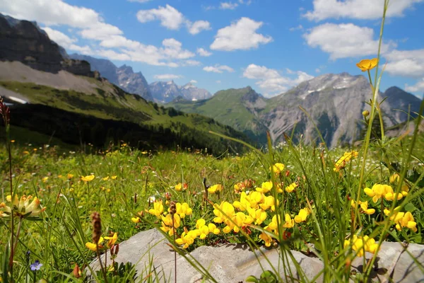 Alpenblumen Den Bergen — Stockfoto