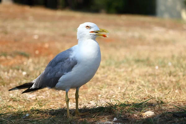 畑の中のカモメは — ストック写真