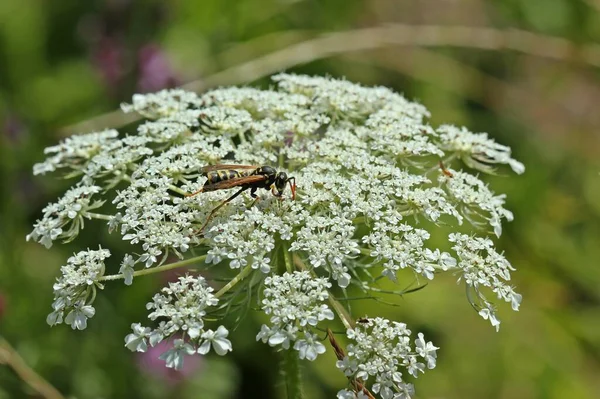 Galská Polní Vosa Polistes Dominula Zamořená Vějířem Xenos Vesparum Divoké — Stock fotografie