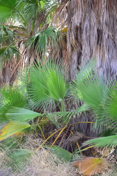 Dschungel Mit Palmen Spanien — Stockfoto