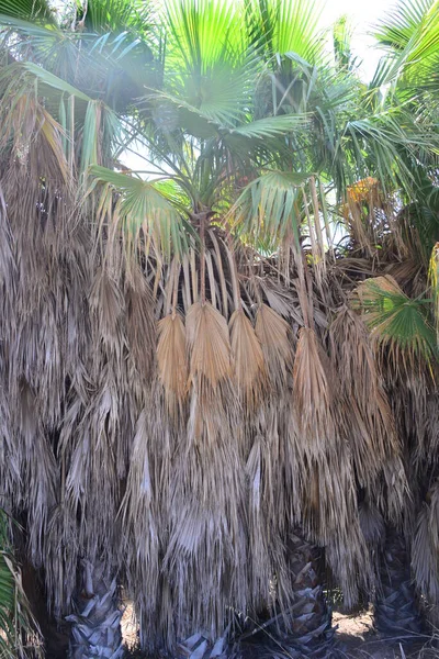 Jungle Palm Trees Spain — стоковое фото