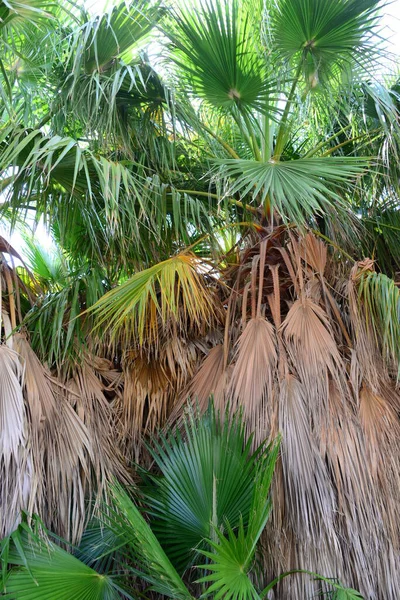 Jungle Met Palmbomen Spanje — Stockfoto