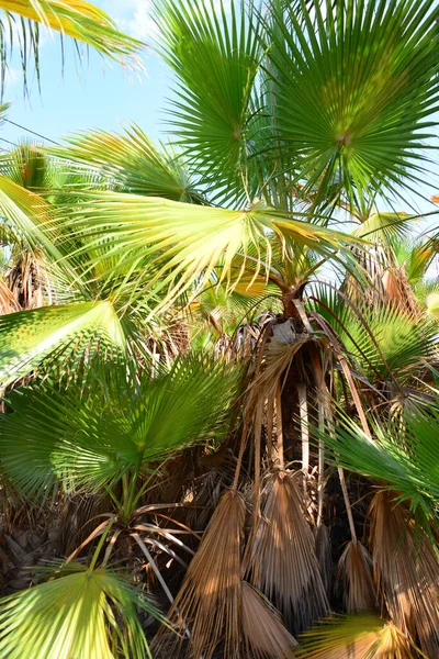 Palm Grove Urwald Spain — Stock Photo, Image