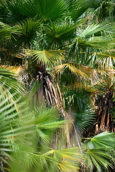 Palm Grove Urwald Spain — 图库照片