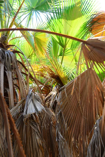 Palm Növekedés Urwald Spanyolország — Stock Fotó