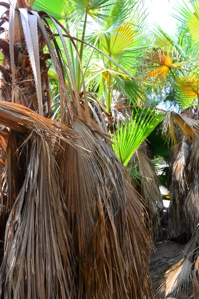 Palm Grove Urwald Spanien — Stockfoto