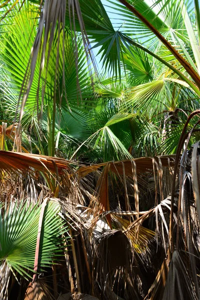 Palm Grove Urwald Spanien — Stockfoto