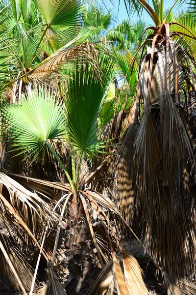 Palm Grove Urwald Spanien — Stockfoto