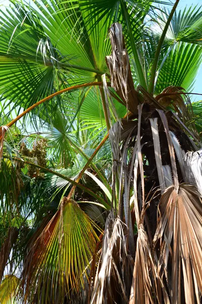 Palm Grove Urwald Spain — Stock Photo, Image