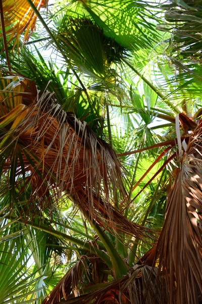 Palm Grove Urwald Spain — Stock Photo, Image