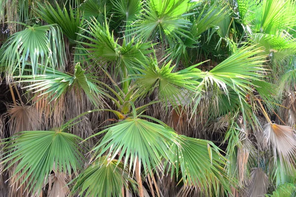 Palm Grove Urwald Espanha — Fotografia de Stock