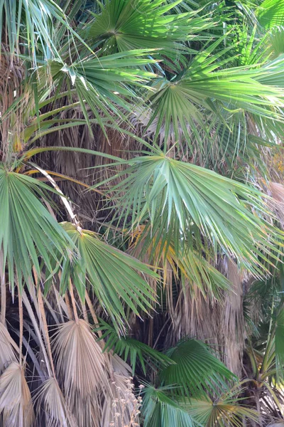 Palm Grove Urwald Spain — 图库照片